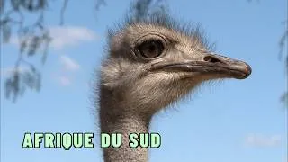 Miniature : Ils font des courses à dos d'autruches en Afrique du Sud