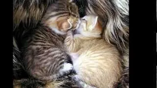 Miniature : Moi vouloir être le chat - Pow wow.wmv