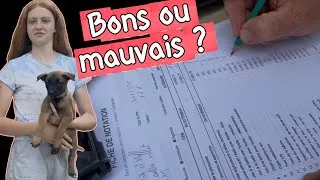 Miniature : Évaluation de nos chiots malinois ~ Découvrez nos tests comportementaux 