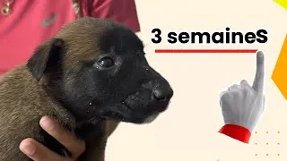 Miniature : Une journée avec les bébés !! nos chiots malinois ont 3 semaines 
