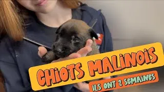 Miniature : 📍Nos bébés malinois ont 2 semaines 💥❤️‍🔥🥰