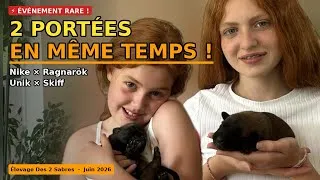 Miniature : Découvrez nos chiots Malinois à 1 semaine🐾 Naissance double à l’élevage ! 🐕