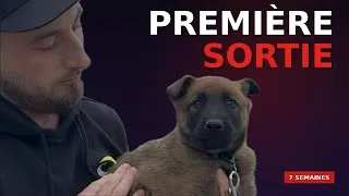 Miniature : Chiots Malinois — 7 semaines, seul en ville. Un bon caractère ça se construit maintenant. 🐾