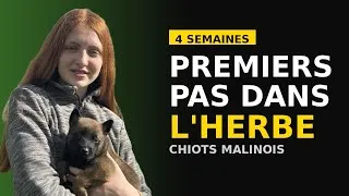 Miniature : 🐾 L’aventure commence : Nos chiots malinois découvrent l’herbe !