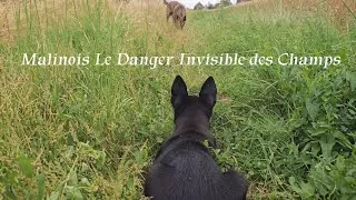 Miniature : Malinois Le Danger Invisible des Champs.