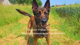 Miniature : Malinois Voyage Au Cœur De Son Raisonnement Exceptionnel. #malinois 