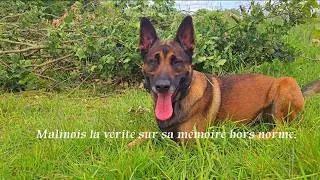 Miniature : Malinois la vérité sur sa mémoire hors norme