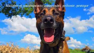 Miniature : Malinois et consanguinité comprendre, prévenir, protéger.