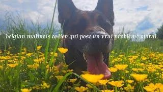 Miniature : belgian malinois ce lien qui pose un vrai problème moral.