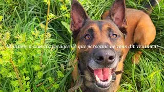 Miniature : Malinois à travers les âges Ce que personne ne vous dit vraiment .