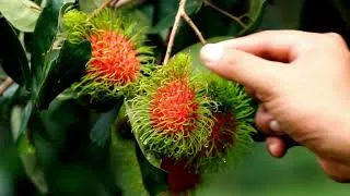 Miniature : Rambutan Fruit | Fruits