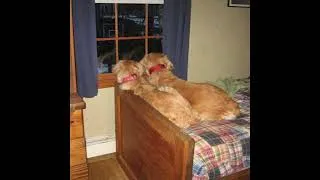 Miniature : tired