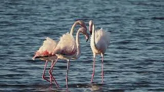 Miniature : Hyères, les vieux salins