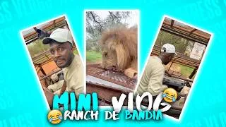 Miniature : MINI VLOG - 🦁 ON A CROISÉ DES LIONS… ET ON A FAIT SEMBLANT D’ÊTRE COURAGEUX 😂