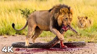 Miniature : INDE SAUVAGE - Combat à Mort entre Tigre du Bengale et Cobra Royal | Documentaire Animal