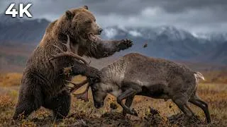 Miniature : ALASKA SAUVAGE | Prédateurs à la Limite — Survivre par Moins 50 Degrés | Documentaire