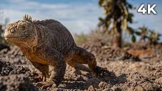 Miniature : GALÁPAGOS SAUVAGES | L’Archipel Où la Faune Vit Sans Craindre l’Homme | Documentaire Complet