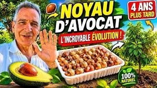 Miniature : Planter un NOYAU D'AVOCAT : L'incroyable évolution 4 ANS après ! 😮🥑