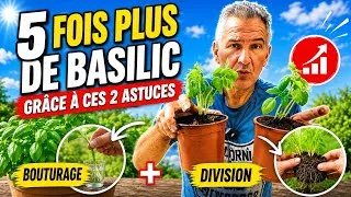 Miniature : 5x PLUS de BASILIC grâce à ces 2 ASTUCES ! 🌿