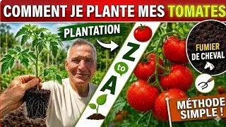 Miniature : Comment je plante mes tomates 🍅 - Technique de A à Z