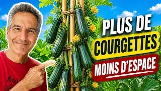 Miniature : 2x plus de courgettes dans 2x moins d'espace ! 😮