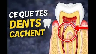 Miniature : Zoom sur nos organes : ce que vous ne savez pas sur vos dents. #dents  #santédentaire  #anatomie