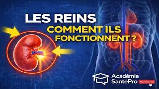 Miniature : Zoom sur nos organes: Comment fonctionnent les reins #reins#corpshumain#AcadémieSantéPro