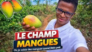 Miniature : Retour dans le champ de mon enfance… souvenirs incroyables ! #Enfance #mangue #souvenir