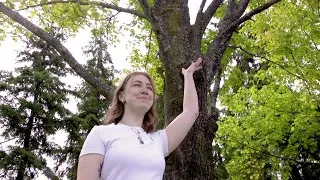Miniature : Votre arbre est-il en danger? Comment vérifier un arbre en 2 minutes.