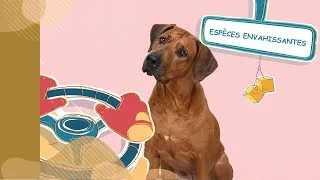 Miniature : Inspectez vos animaux pour arrêtez la propagation des espèces envahissantes