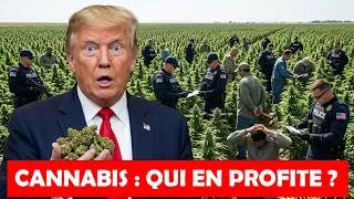 Miniature : Cannabis aux États Unis : les règles assouplies sous Trump. Voici les impacts concrets.