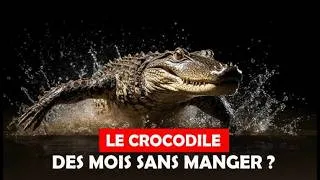 Miniature : Comment le crocodile peut survivre des mois sans manger ? #crocodile #scienceanimale