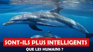 Miniature : Les dauphins sont ils plus intelligents que les humains ? Ce que la Science Révèle #Science