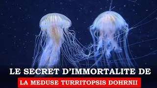 Miniature : Quels sont les secrets biologiques de l'immortalité de la méduse Turritopsis dohrnii ?