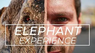 Miniature : Un VRAI sanctuaire pour ELEPHANTS !!!