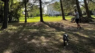 Miniature : Boston terrier Enzo playing with dji mavic mini 2 drone | gardens of château de Samary karma resorts
