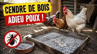 Miniature : Ce produit Naturel élimine les Poux de Poulailler : La Cendre de Bois 