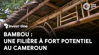 Miniature : Bambou : une filière à fort potentiel au Cameroun