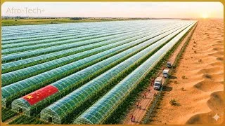 Miniature : "Déserts fertiles : Comment la Chine et Israël transforment le sable en or vert"