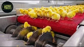 Miniature : Visite d'une usine de poulets high-tech : les secrets de l'incubation et de l'élevage très rapide.