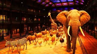 Miniature : 4K Tour of Paris Natural History Museum 🐘🦒🦋  | Muséum national d'Histoire Naturelle