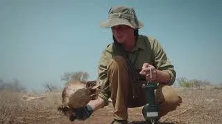Miniature : Ryan Helcoski et l'héritage des éléphants à Kruger