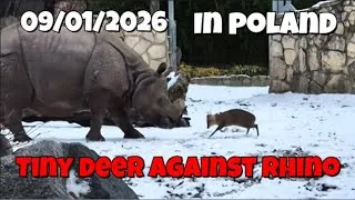 Miniature : Tiny Deer Takes On 1.7‑Ton Rhino in Wrocław Poland #animals #funny