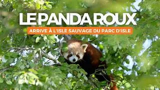 Miniature : Un panda roux à Saint-Quentin : découvrez la nouvelle espèce du Parc d’Isle