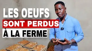 Miniature : 30.000 FCFA (14 Plateaux) volés dans cette ferme en 8 jours : le vol peut tuer votre business!