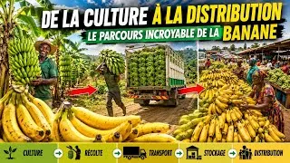 Miniature :     Le voyage incroyable de la banane plantain : de la plantation au marché