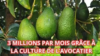 Miniature : 3 MILLIONS par mois grâce à la CULTURE DE L’AVOCAT 