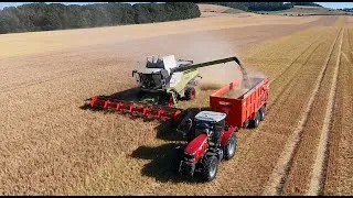 Miniature : Moisson d'orge / LEXION 760 / 9,30 mètres de coupe