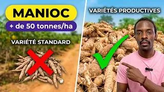 Miniature : Les variétés de manioc les plus productives au Cameroun !