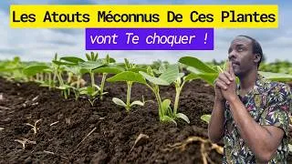 Miniature : Ces Plantes Fertilisent Ton Sol Gratuitement et Plus Encore. Tu les ignores sûrement.